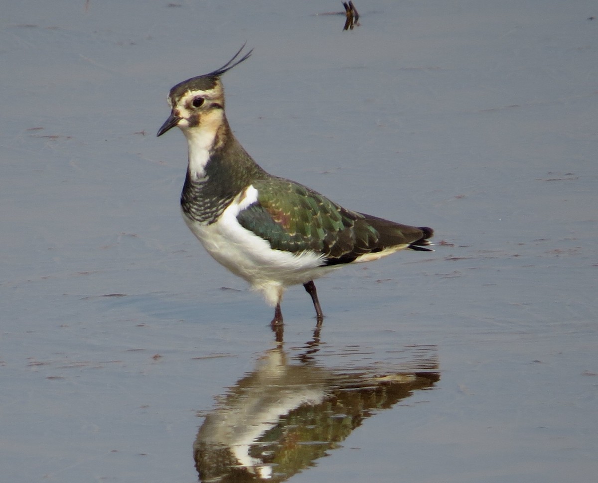 Northern Lapwing - "Chia" Cory Chiappone ⚡️