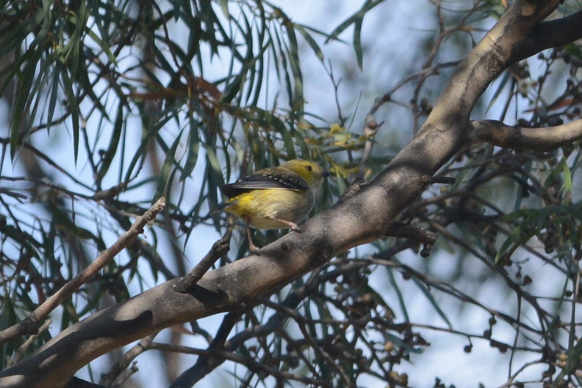 Forty-spotted Pardalote - Cathy Pasterczyk