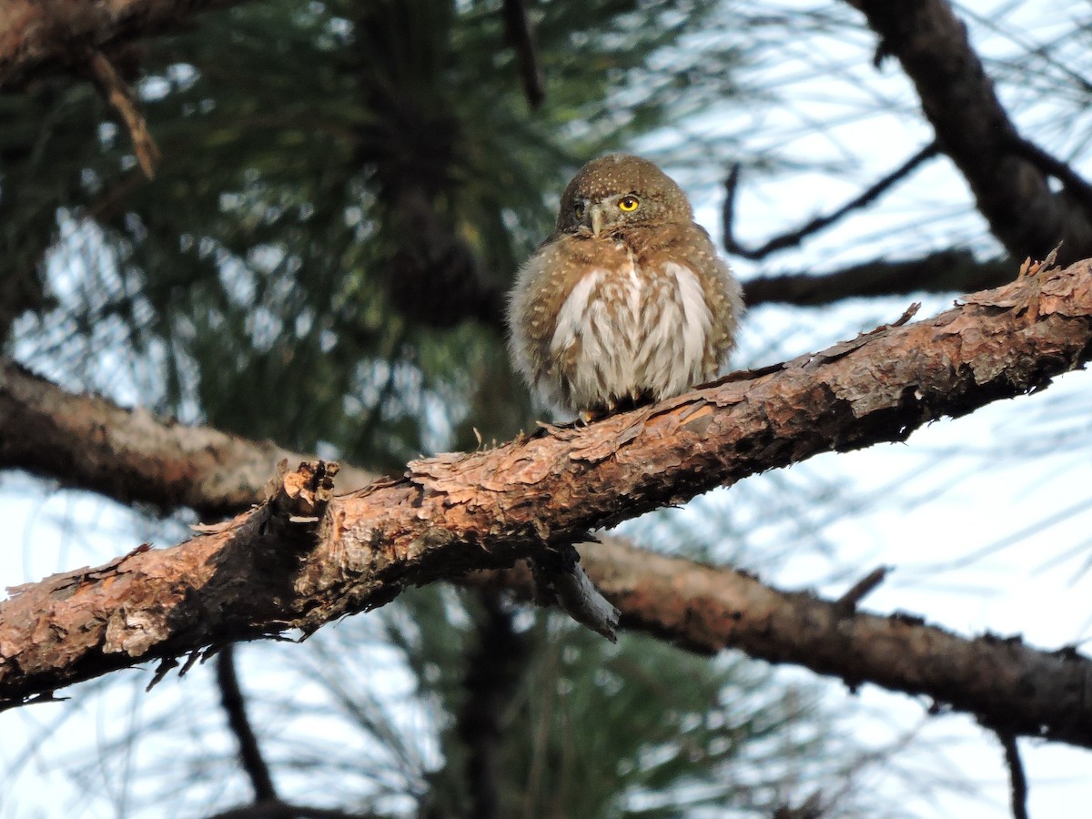 Northern Pygmy-Owl - Rafael  Calderón Parra