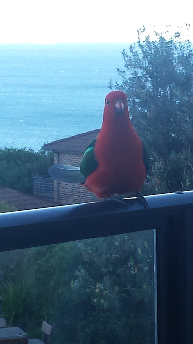 Australian King-Parrot - Big Conch Man