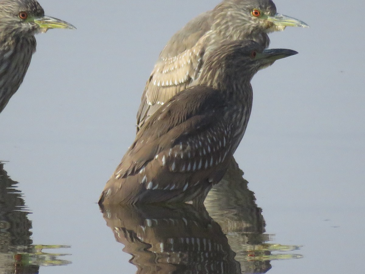Black-crowned Night Heron - Caren Brereton