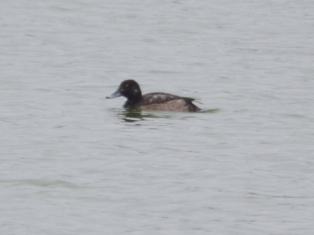 Greater Scaup - ML81006601