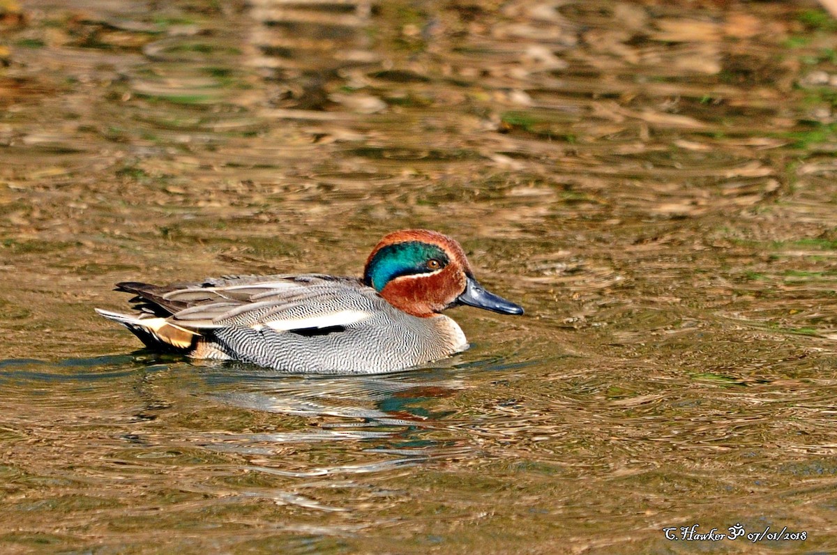 Green-winged Teal - ML81008871