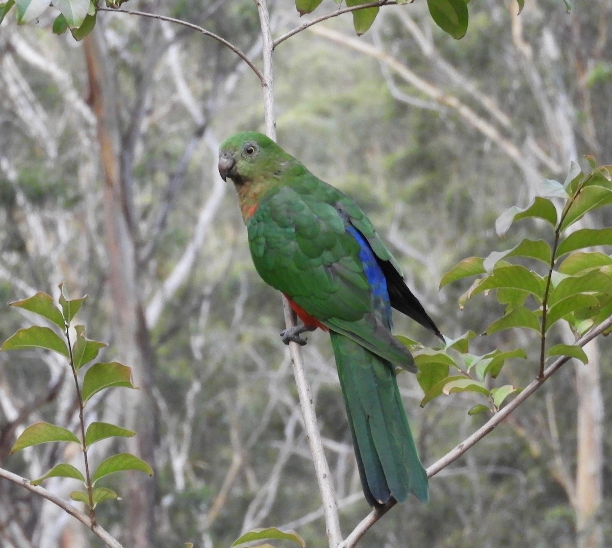 Australian King-Parrot - Frank Antram