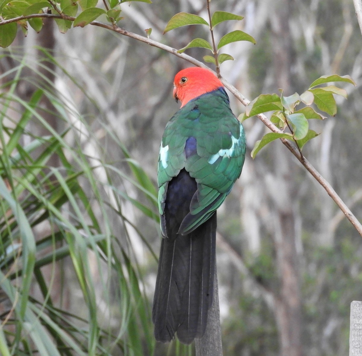 Australian King-Parrot - Frank Antram
