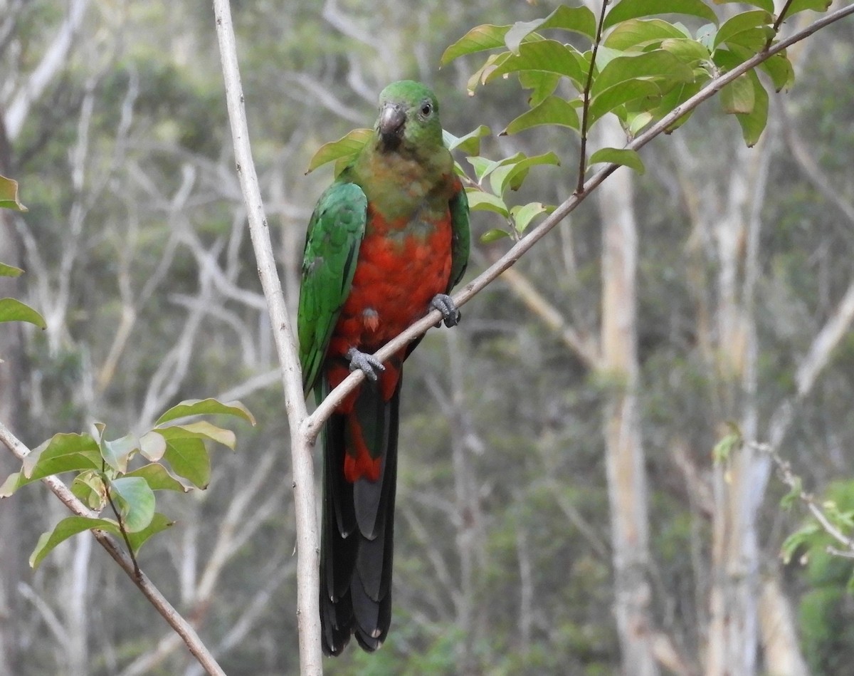 Australian King-Parrot - ML81010871