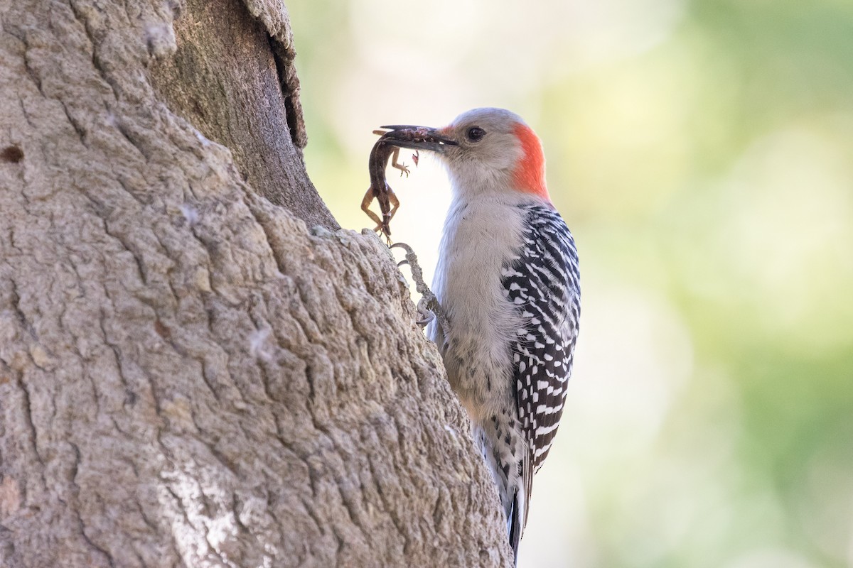 Red-bellied Woodpecker - Brett Hoffman