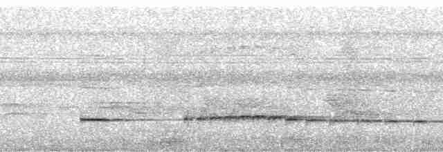 Graubrust-Ameisendrossel - ML81017