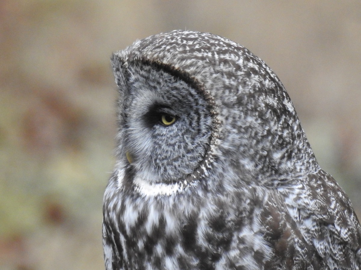 Great Gray Owl - W. Douglas Robinson