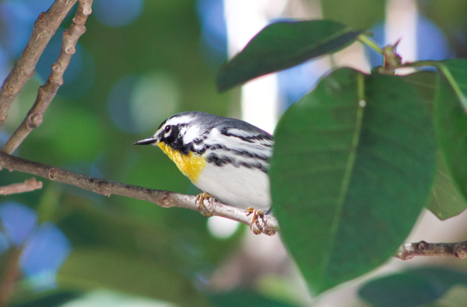 Yellow-throated Warbler - Robert Irwin