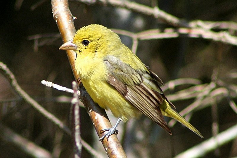 Scarlet Tanager - ML81022231