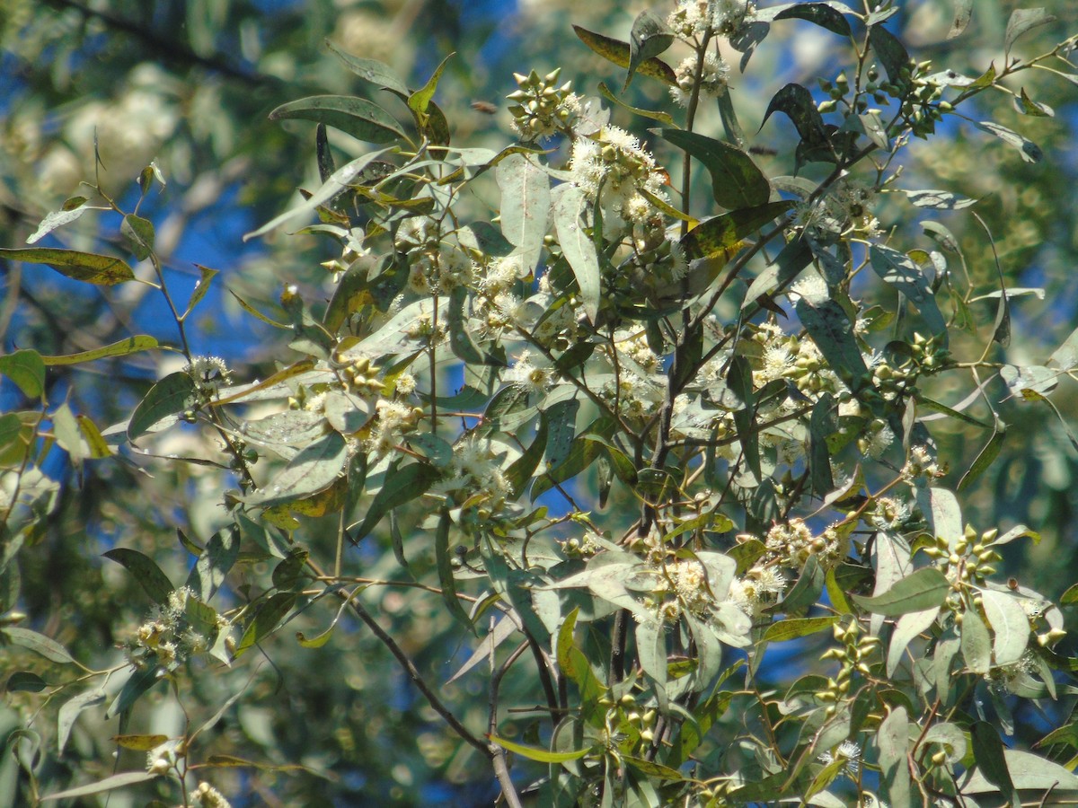 Crescent-chested Warbler - ML81027391