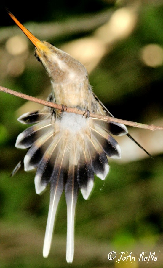 Мексиканский колибри-отшельник (griseoventer) - ML81028721