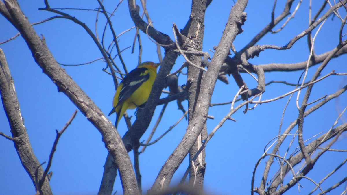 Western Tanager - ML81029401