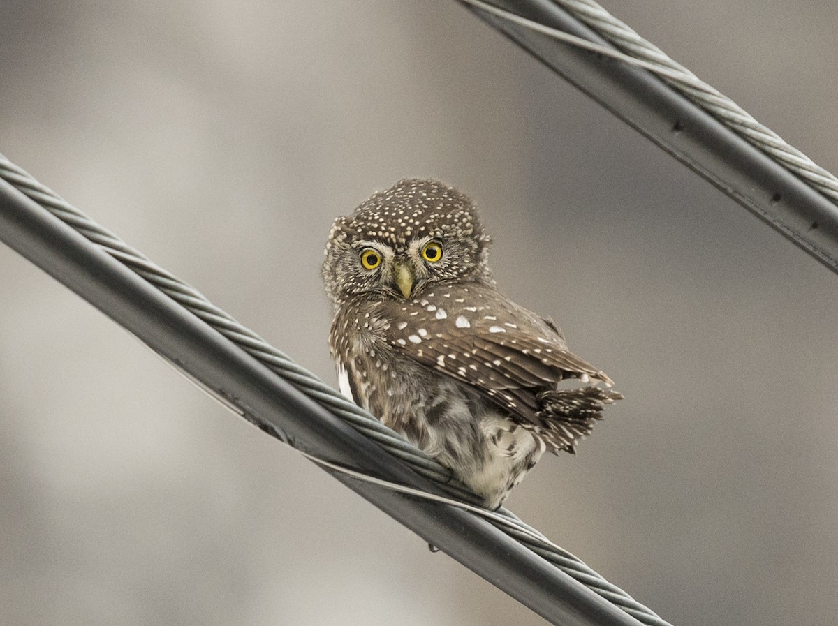 Northern Pygmy-Owl - ML81030531