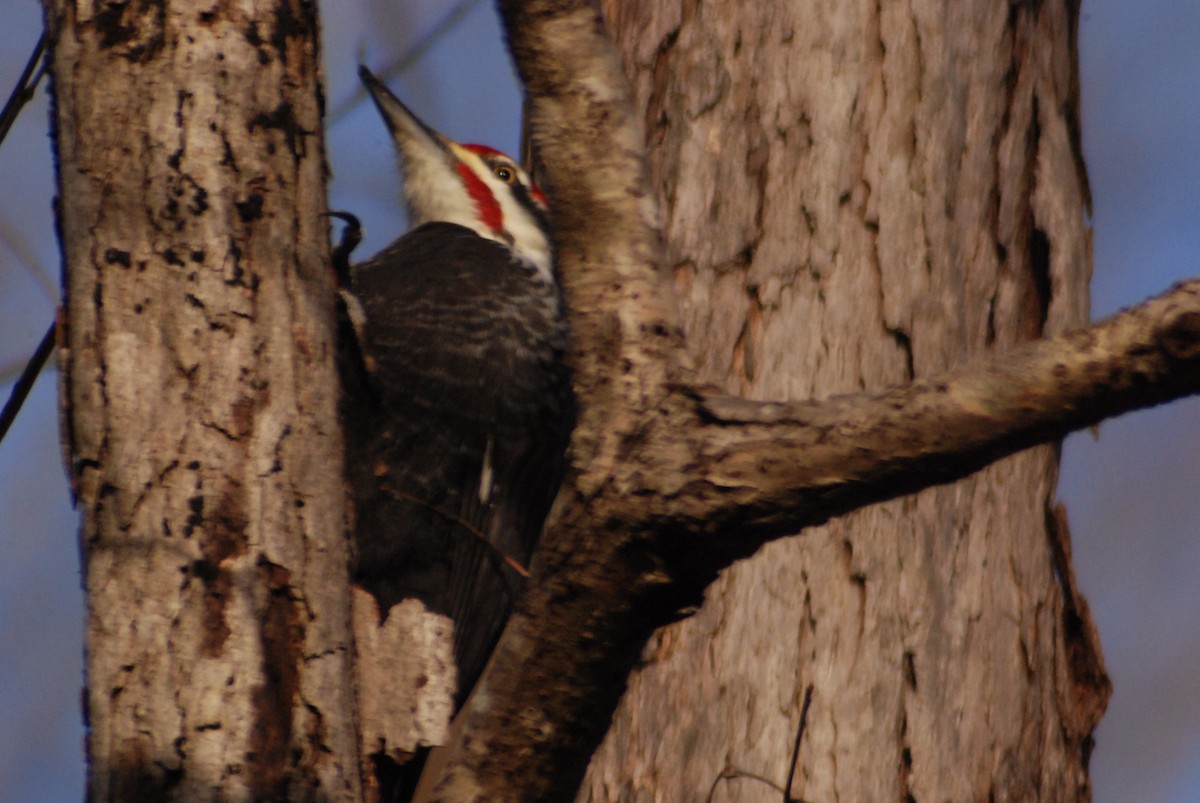 Pileated Woodpecker - Sebass Pennisi