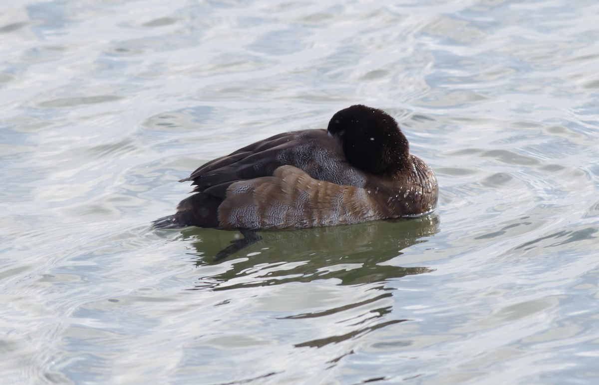 Greater Scaup - ML81032691