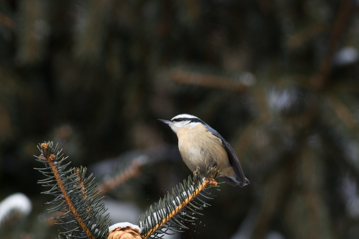 Red-breasted Nuthatch - Tom Auer