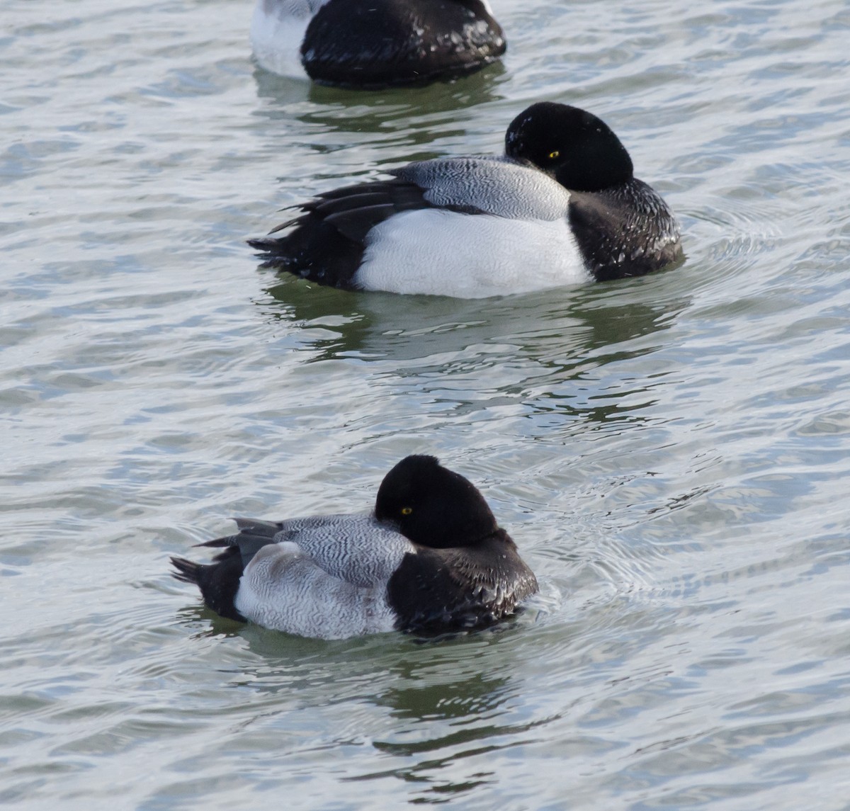 Greater Scaup - ML81032841