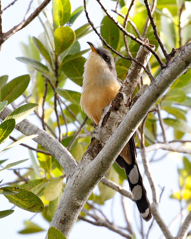 Mangrove Cuckoo - ML81034501
