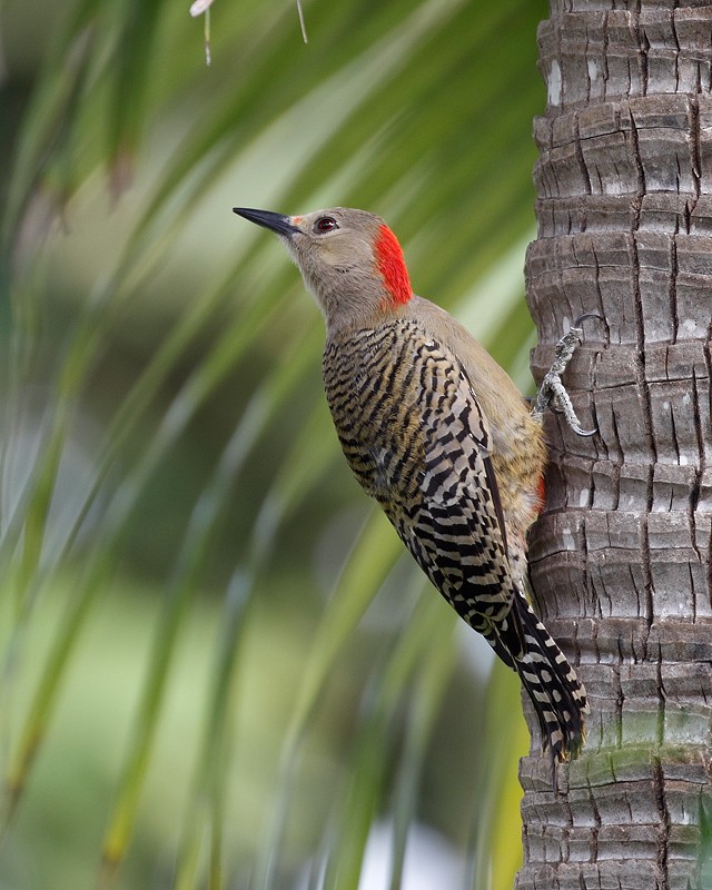 West Indian Woodpecker - Geoff Malosh