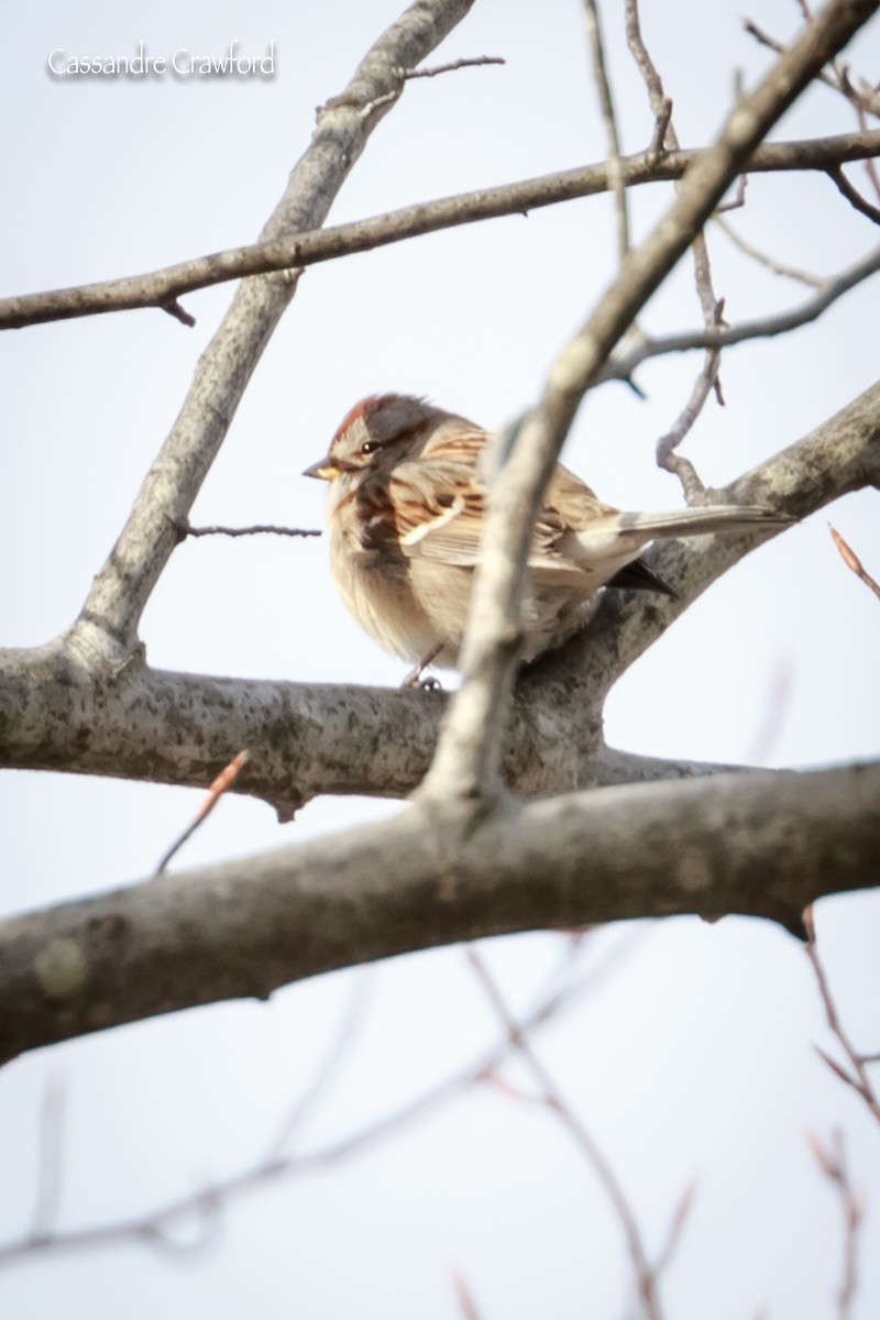 American Tree Sparrow - Cassandre Crawford