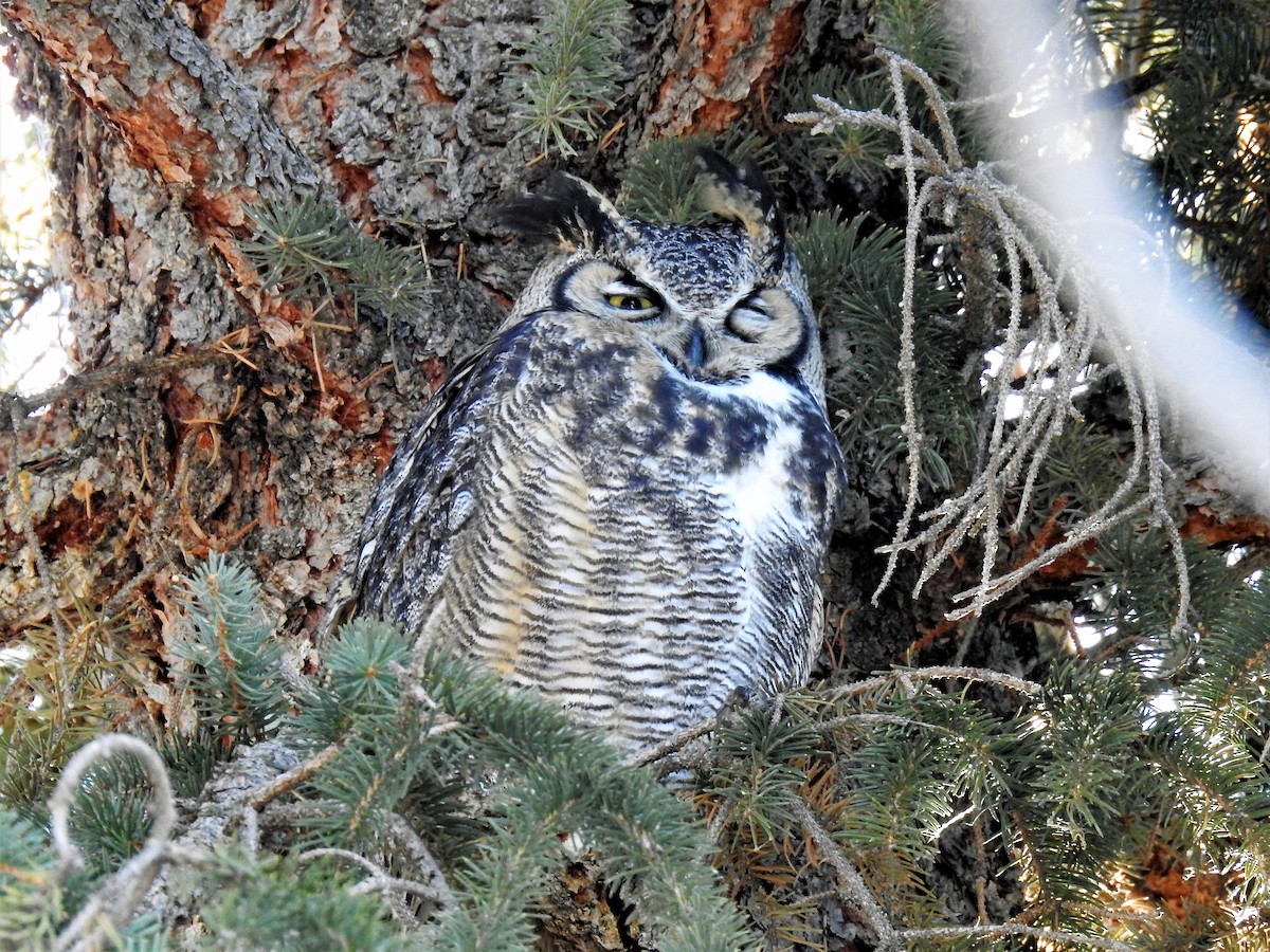 Great Horned Owl - Sharon Dewart-Hansen