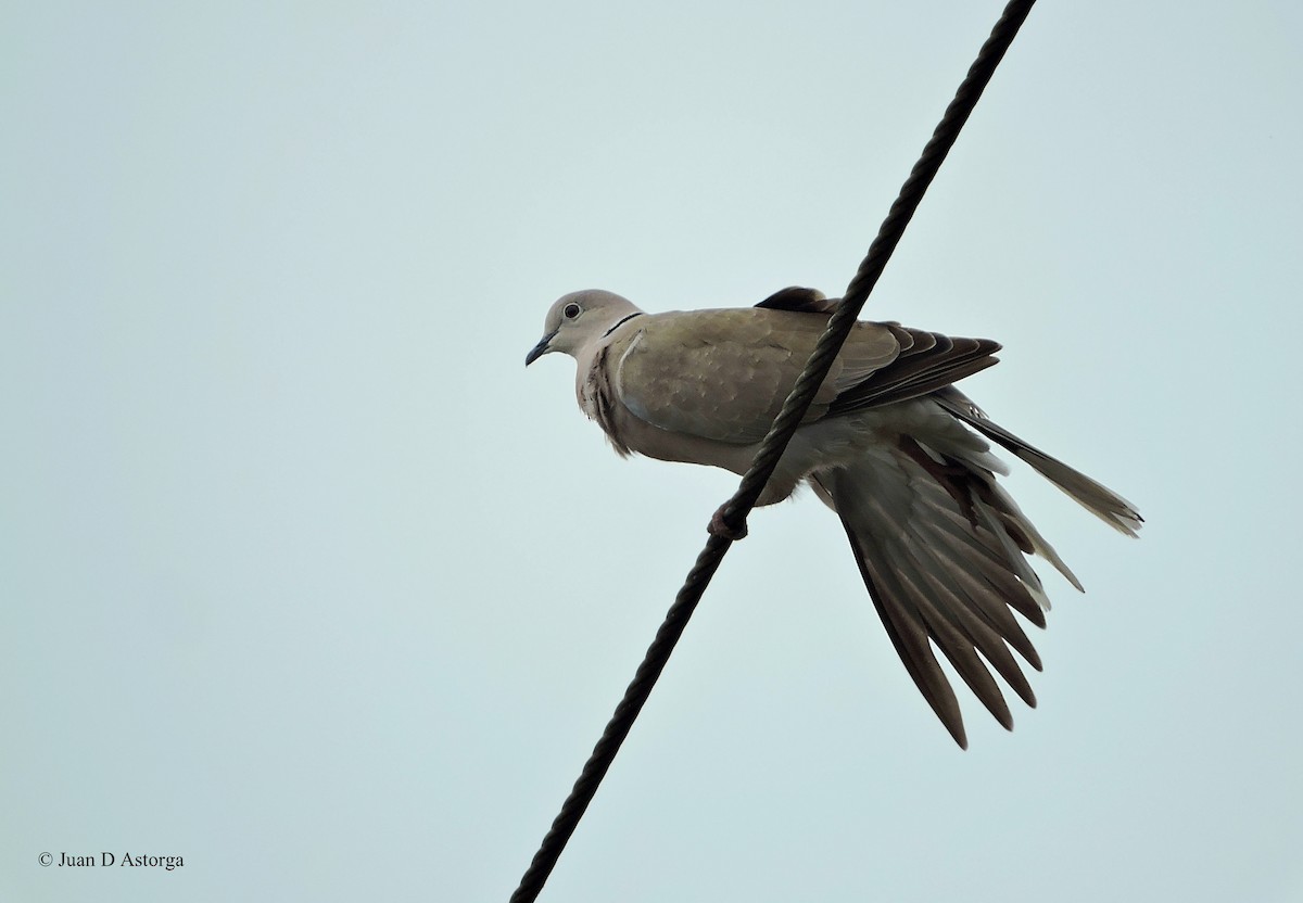 Eurasian Collared-Dove - Juan D Astorga