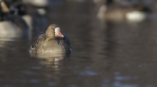 Greater White-fronted Goose, ML81045001