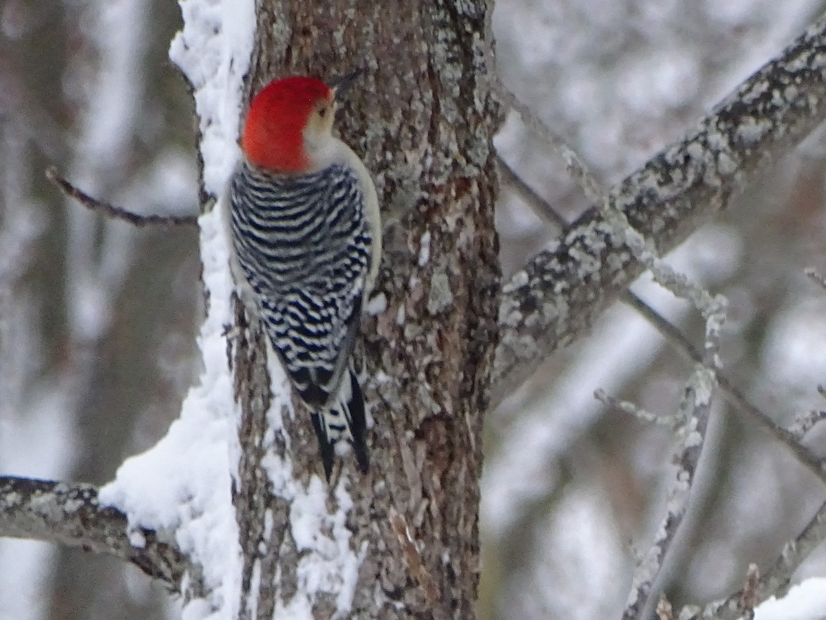 Red-bellied Woodpecker - Darlene Deemert