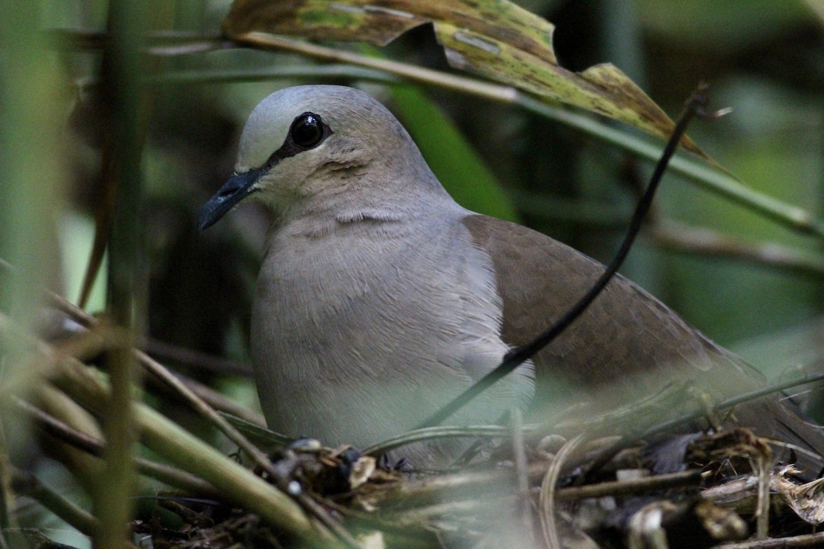 Gray-fronted Dove - Alex Wiebe