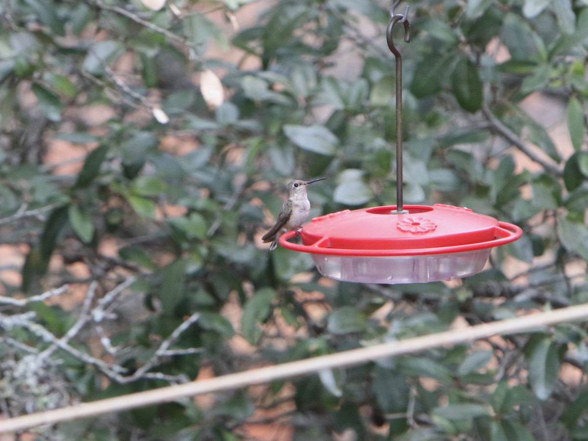 Calliope Hummingbird - ML81063181