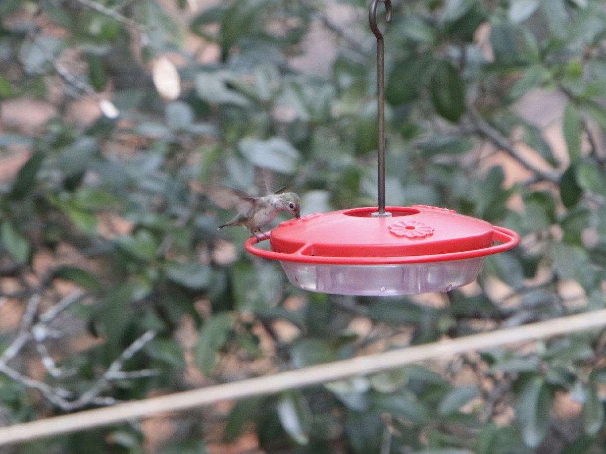 Calliope Hummingbird - ML81063201