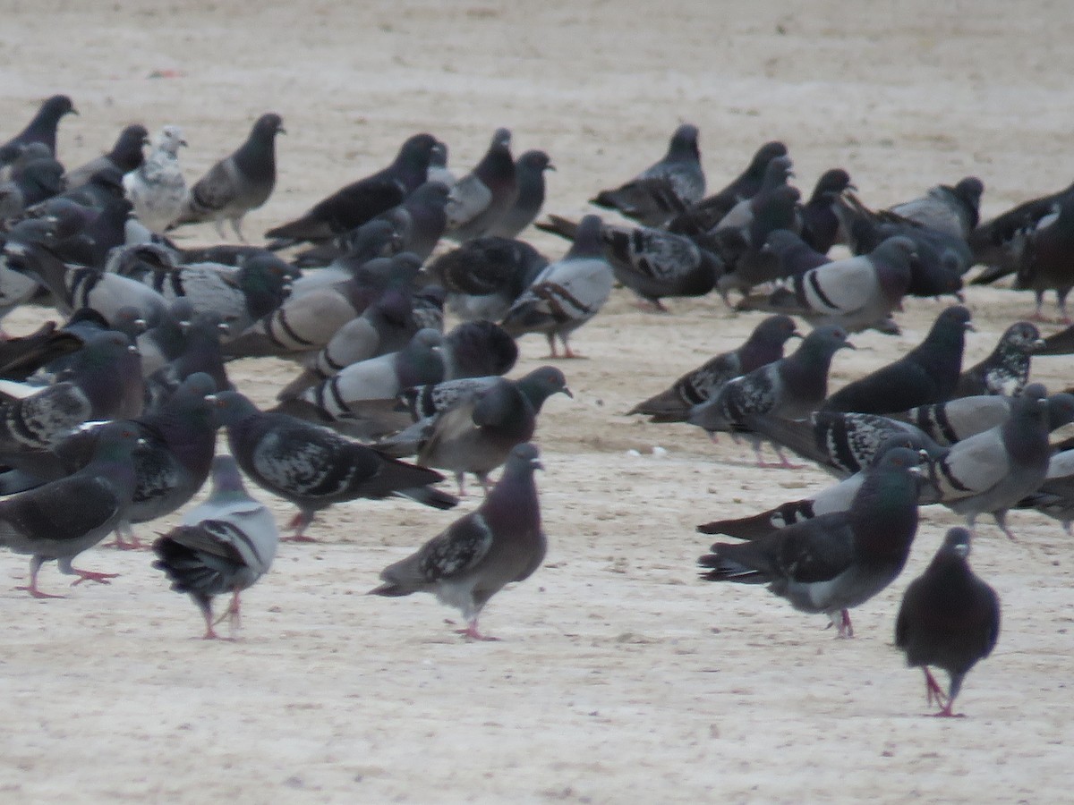 Rock Pigeon (Feral Pigeon) - ML81069831