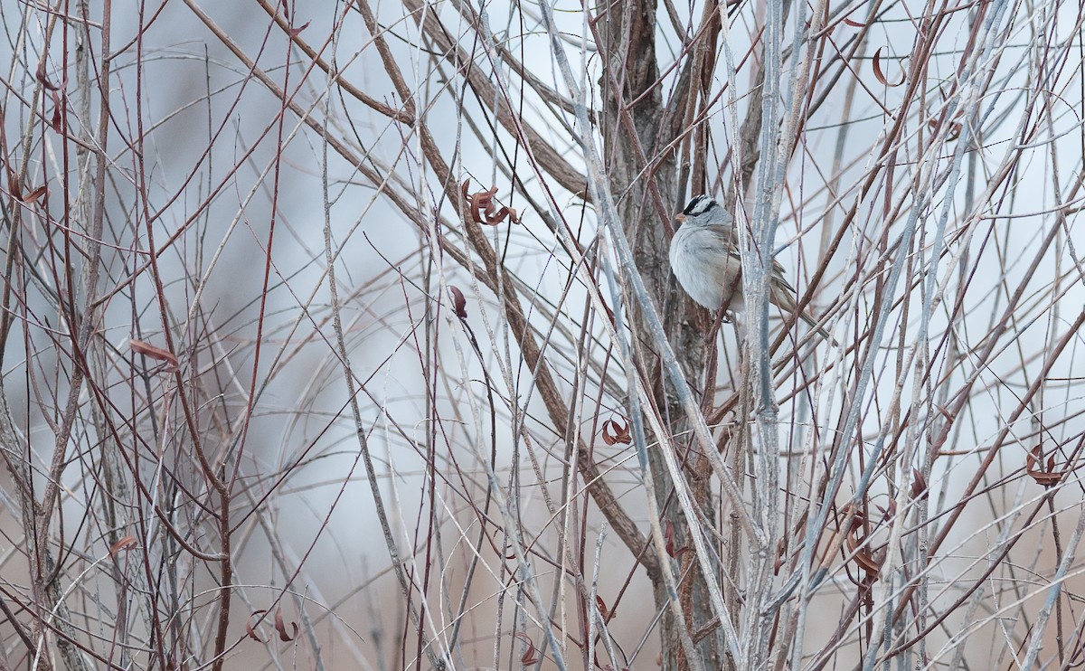 White-crowned Sparrow - ML81070401