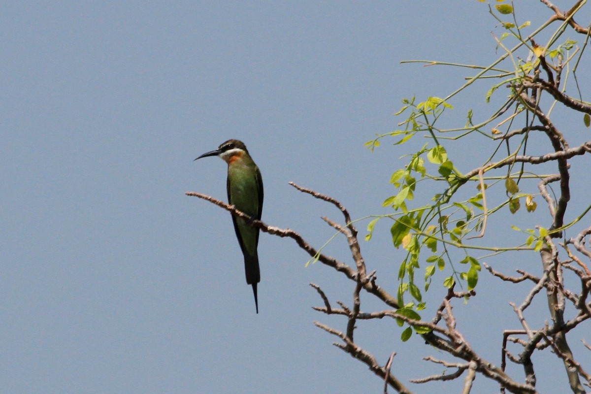 Madagascar Bee-eater - ML81070721