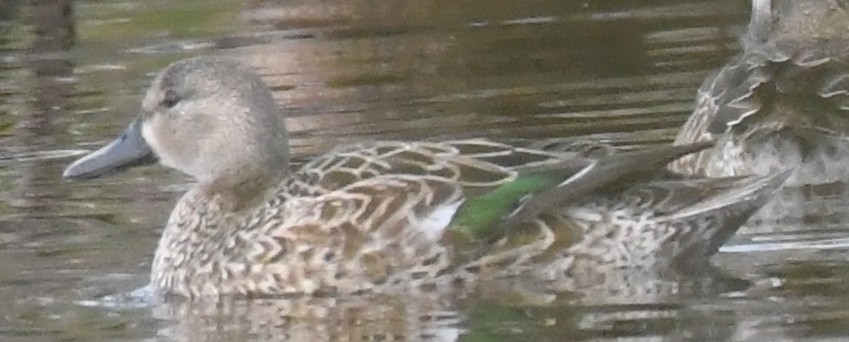 Green-winged Teal - Christopher Johnson