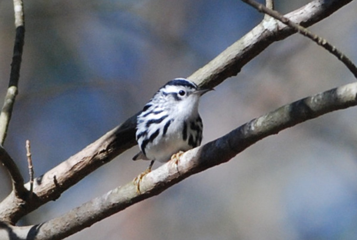 Black-and-white Warbler - ML81071571