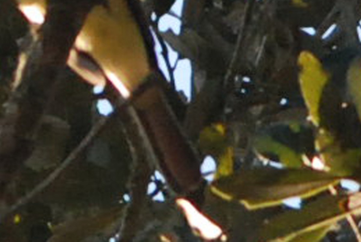 Brown-crested Flycatcher - Robert Dobbs
