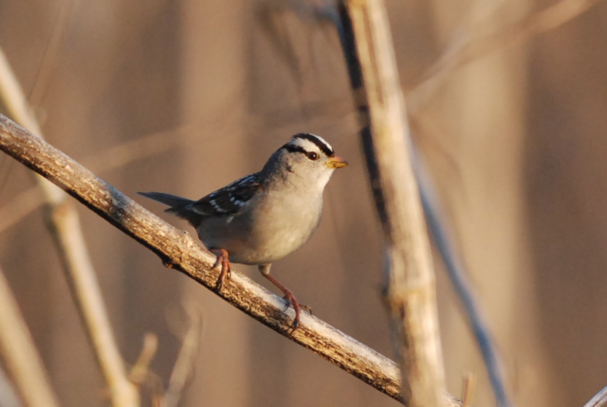 White-crowned Sparrow (Gambel's) - ML81072461