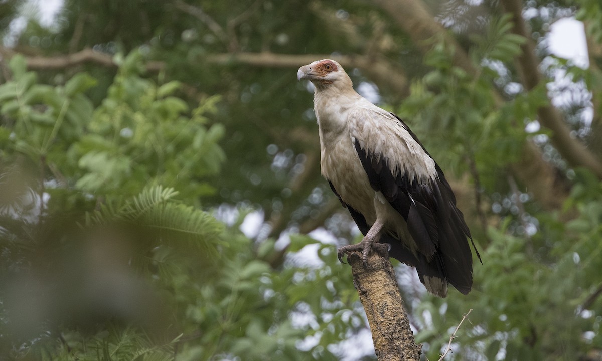 Palm-nut Vulture - Zak Pohlen