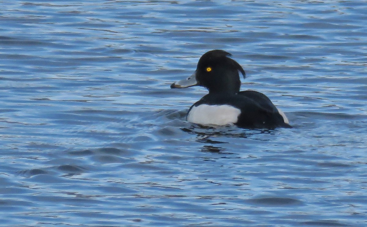 Tufted Duck - ML81076251