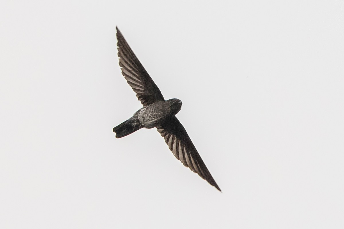 Plume-toed Swiftlet - Adrian Silas Tay