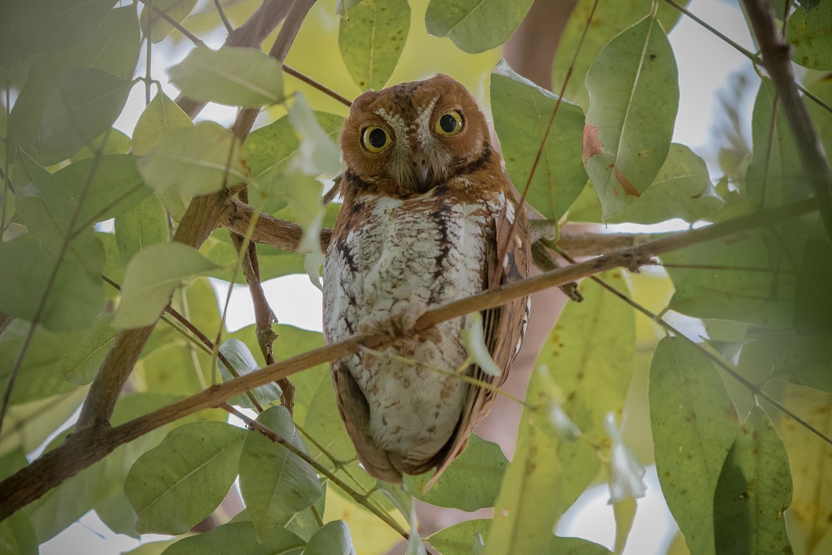 Oriental Scops-Owl (Oriental) - Adrian Silas Tay