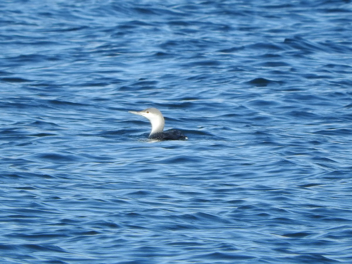 Red-throated Loon - Justin Streit