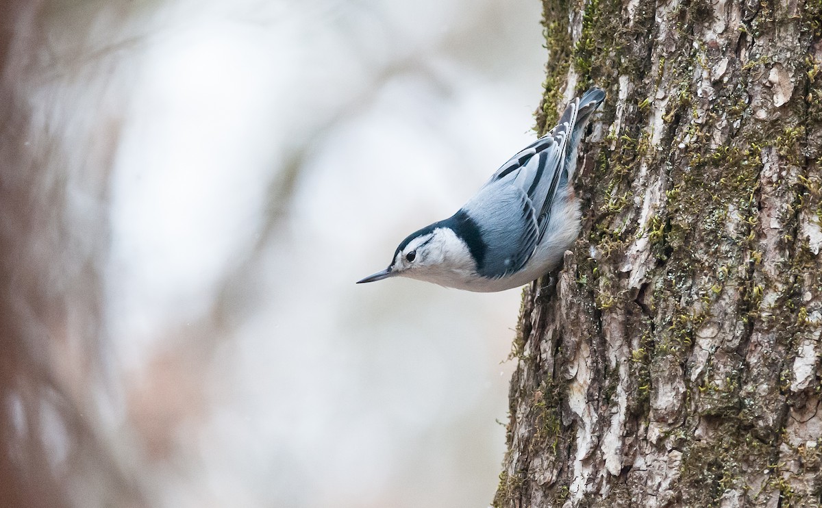 White-breasted Nuthatch - Taylor Long