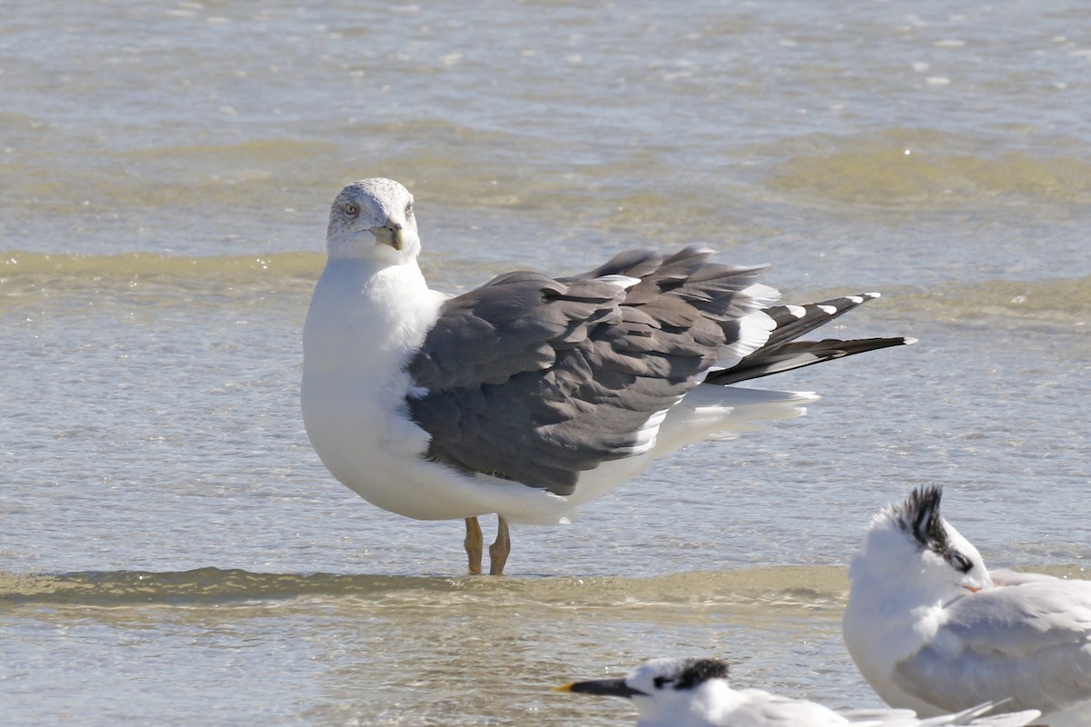Lesser Black-backed Gull - ML81082181