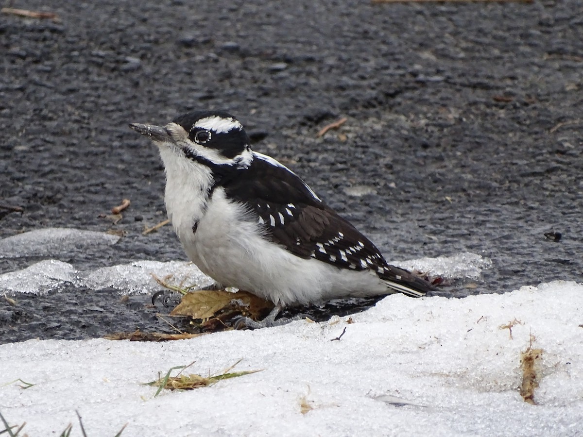 Hairy Woodpecker (Rocky Mts.) - Shey Claflin