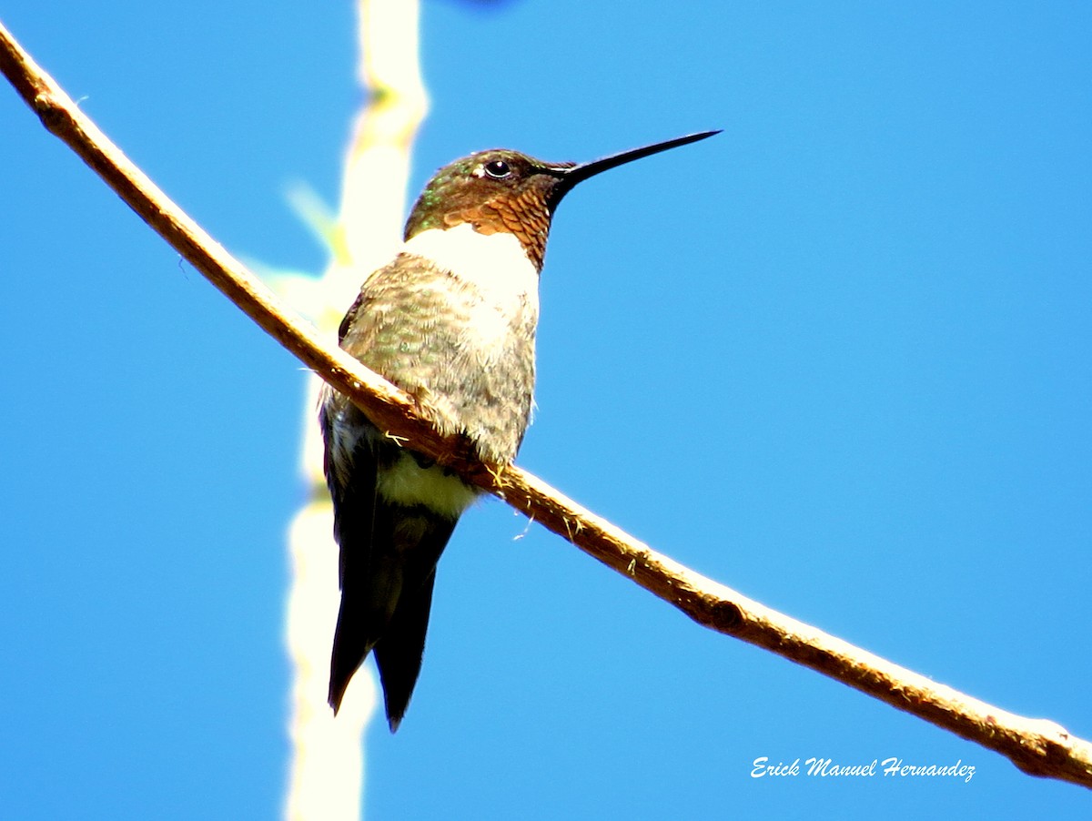 Ruby-throated Hummingbird - Erick Hernandez