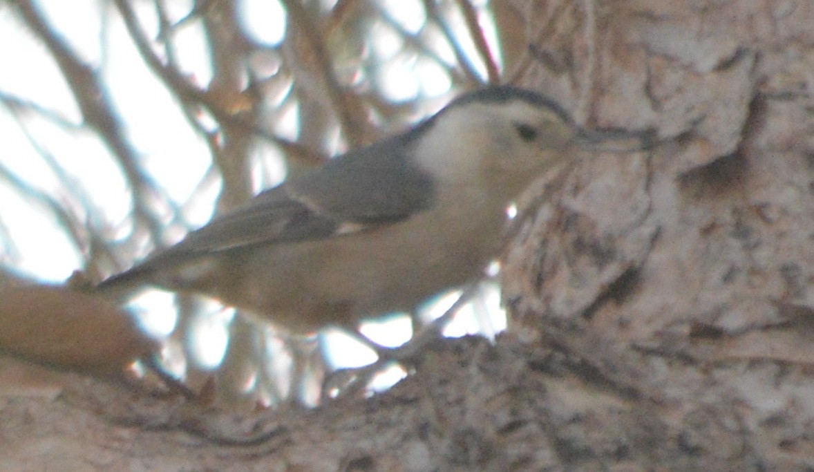 White-breasted Nuthatch - ML81085291